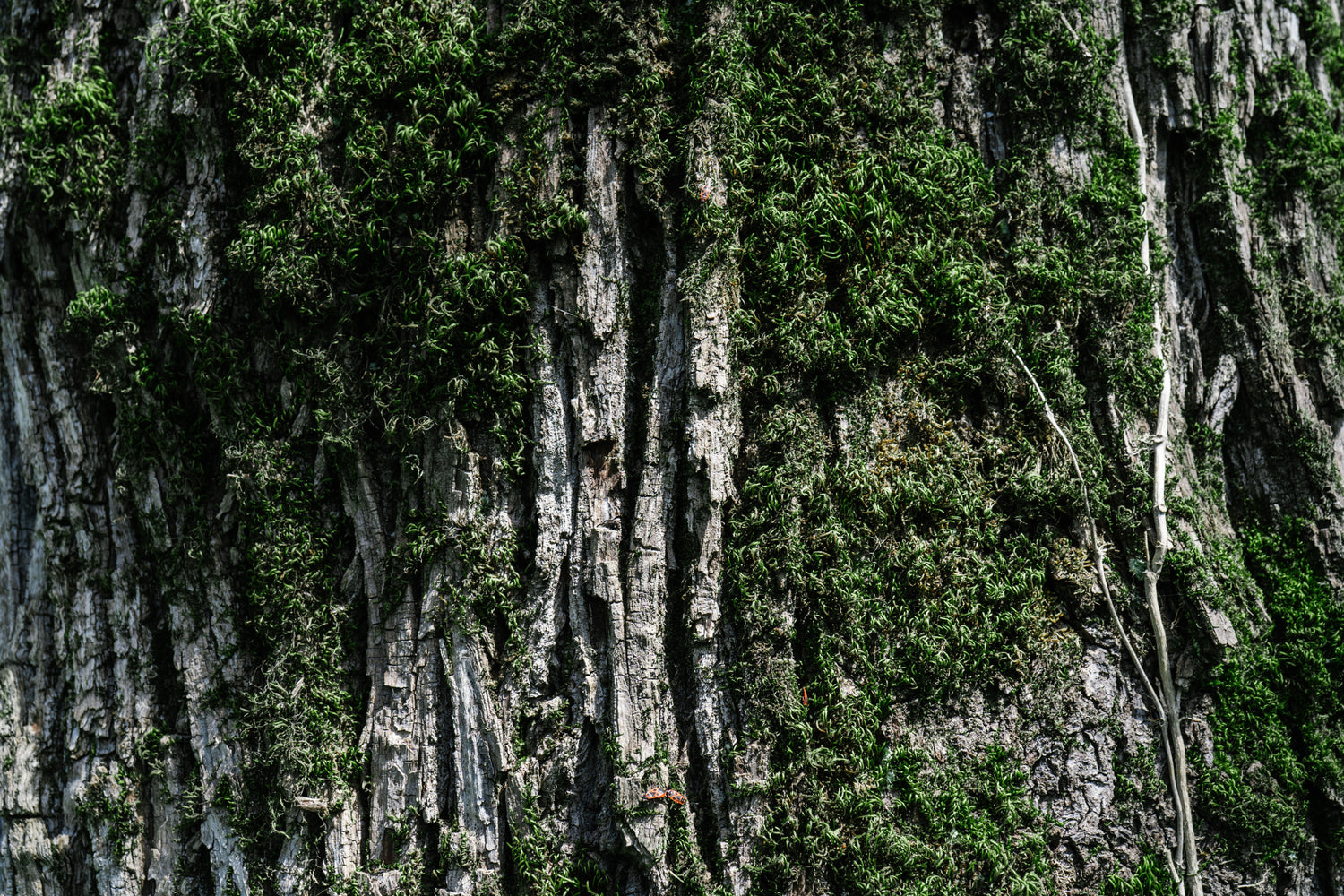 Óleo Essencial de Melaleuca