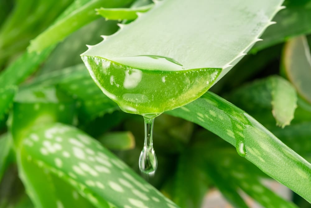 ALOE VERA